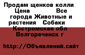 Продам щенков колли › Цена ­ 15 000 - Все города Животные и растения » Собаки   . Костромская обл.,Волгореченск г.
